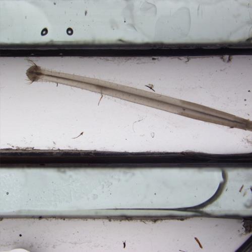 箭蟲.jpg 箭蟲.jpg