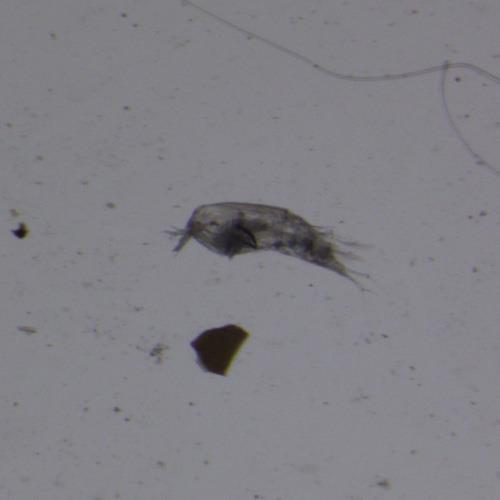 近緣大眼劍水蚤.jpg 近緣大眼劍水蚤.jpg