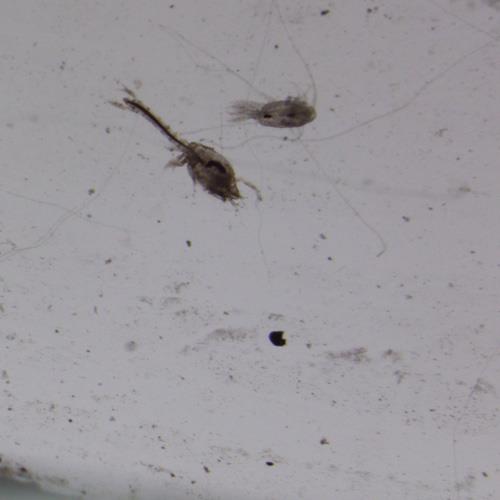 瘦尾胸刺水蚤.jpg 瘦尾胸刺水蚤.jpg